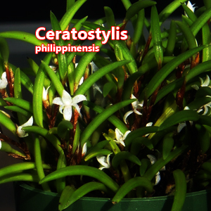 Ceratostylis philippinensis